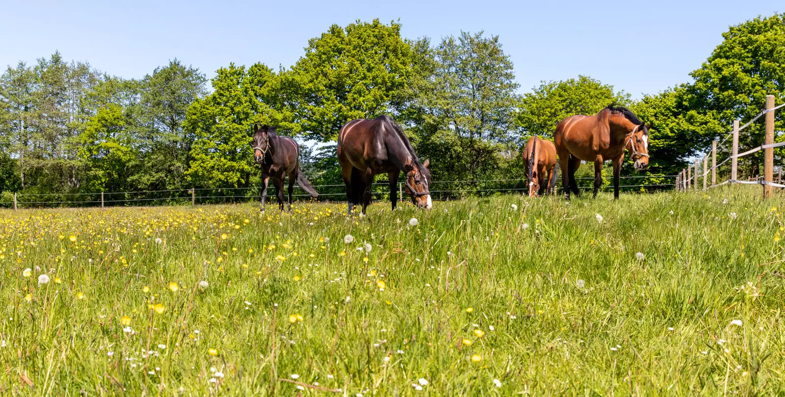 Reiterhof in Sophienhamm mit viel Platz für Pferde: hier die Sommerweide mit grasenden Stuten