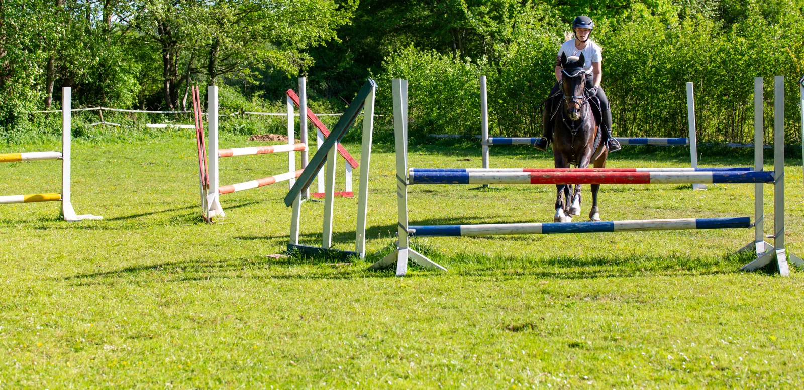Reitunterricht auf dem Springplatz: Reiten lernen für Kinder und Erwachsene