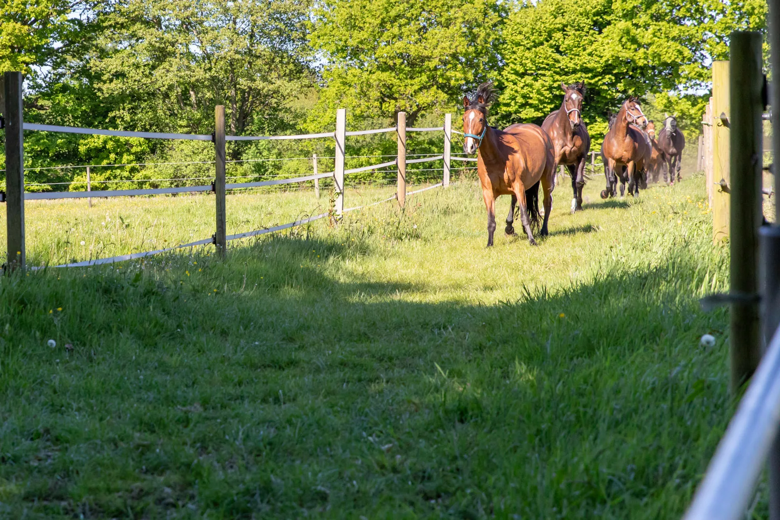 Pferdepension: Umweiden der Pferde auf den Sommerweiden