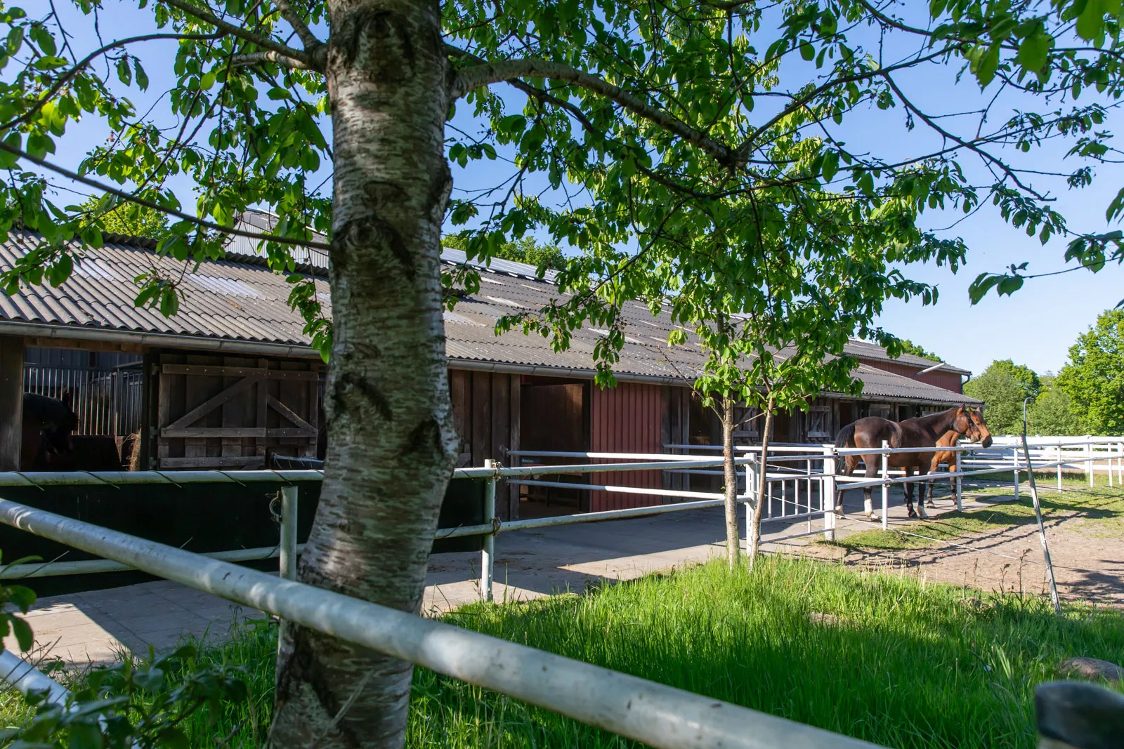 Paddocks mit Pferden, die gerade draussen sind