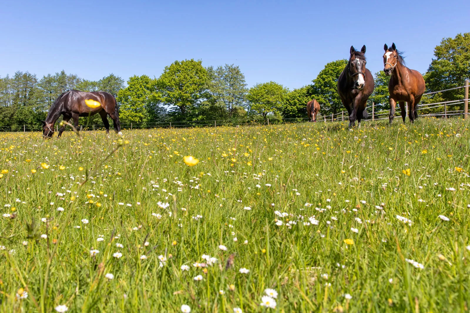 Stutenkoppel direkt am Reiterhof Kolb in Sophienhamm