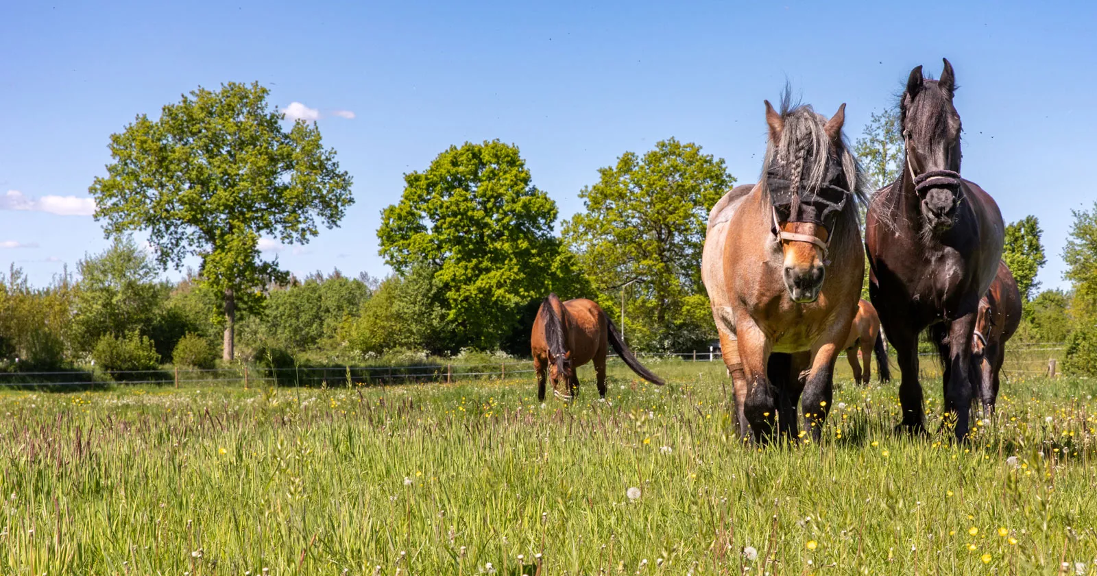 Freie Boxen: Pferdepension in Sophienhamm, Schleswig-Holstein