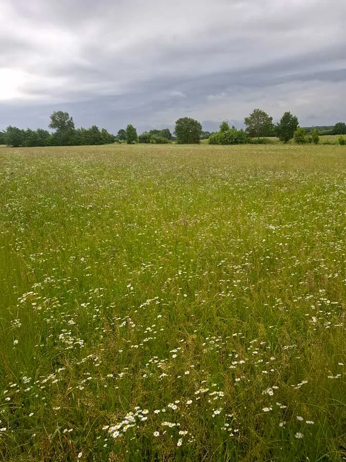 blühende Wiese für die Futterproduktion